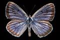 maculinea telejus